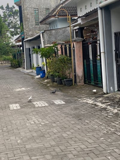 The image shows a narrow paved alleyway in Piyungan, Indonesia, located at coordinates -7.827 latitude, 110.482 longitude. The alleyway is lined with houses on both sides, each with a grey facade. The houses are in close proximity to each other, leaving minimal space between them. There are green plants and trees in the background, including a potted plant in front of the house on the right side of the image. A blue trash can stands near the right side of the alleyway, and there is a yellow street lamp extending down the middle of the alley. The alleyway is made of interlocking brick paving stones. There are three pigeons present, two white and one grey, all on the paved surface. The pigeons are not interacting with each other. The scene appears to be calm and quiet.