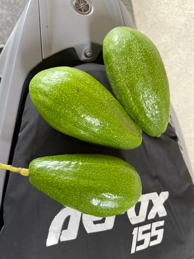 Three ripe green avocados are arranged on a black surface with a white logo that reads "YAMAHA 155". The avocados are oval-shaped and have a slightly bumpy skin texture with visible light green speckles. One avocado is in the foreground, with a stem still attached. Behind it, to the left, is another avocado, and further back and to the right is the third avocado. The black surface appears to be fabric, possibly part of a motorcycle seat. In the background, a portion of a gray object with a Yamaha logo is visible. The lighting suggests an outdoor or well-lit indoor setting. The scene is set in Quezon City, Philippines.