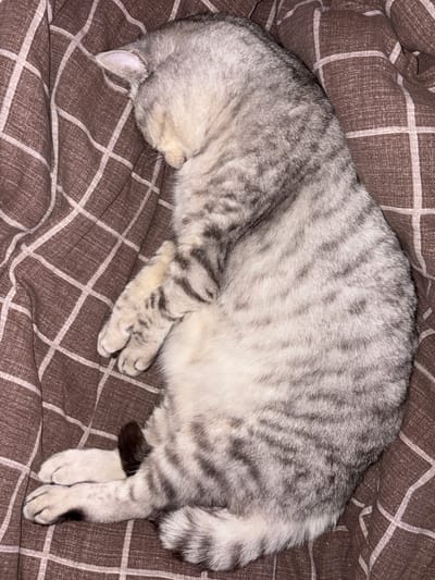 A silver tabby cat is curled up and sleeping on a brown and white checkered blanket. The cat is lying on its side with its head tucked in. Its fur is gray with darker stripes. The blanket is draped and wrinkled. The scene appears to be indoors, possibly on a bed or sofa. There is no indication of the location being in Pontonny, Russia.