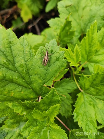 A grasshopper is perched on a large, green leaf. The leaf is wet, with water droplets visible. The grasshopper is brown and beige with distinct markings. The background is out of focus and shows more green leaves and some dark, woody stems. The timestamp "07.07.2026 16:18" is visible in the bottom right corner of the image. This scene is likely outdoors in a natural setting, possibly a garden or park, in or near Konovalovo, Russia. There are no people or specific actions depicted.