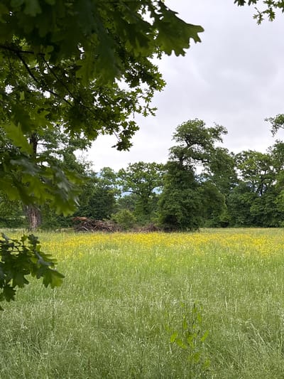The image shows a field in Vandœuvres, Switzerland. The field is covered in green grass and small yellow flowers. Trees line the edge of the field. The sky is overcast. Leaves in the foreground add depth. The image is taken from a slightly low angle, looking up towards the sky.