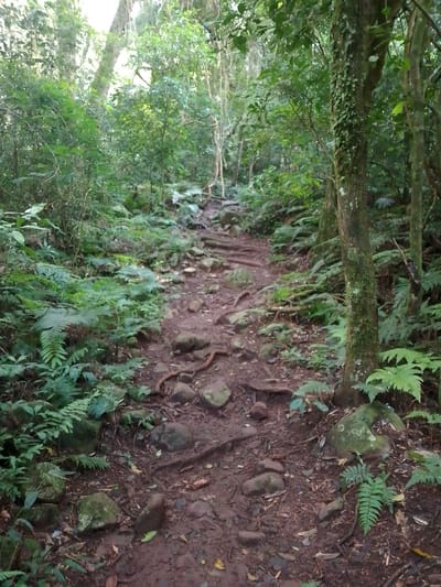 The image depicts a forest trail in Villarrica, Paraguay. The trail is composed of red soil, rocks, and tree roots, ascending slightly uphill. Ferns and other green vegetation cover the ground alongside the trail. Trees line both sides of the path, with some trunks covered in vines. The dense canopy creates a shaded environment. No people or animals are visible.