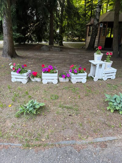 The image shows a decorative flower arrangement made to look like a train in Novy Gorodok, Russia. The train is composed of several white wooden planters shaped like train cars, filled with colorful petunias. The scene is set outdoors in a park-like environment with trees and grass. There are no people or animals visible in the image. The train planters are arranged in a line on the ground, with some flowers blooming in shades of pink, purple, and red. A small wooden structure, possibly a shed or a small building, is visible in the background, along with more trees. The ground is covered with dry grass and some fallen leaves.