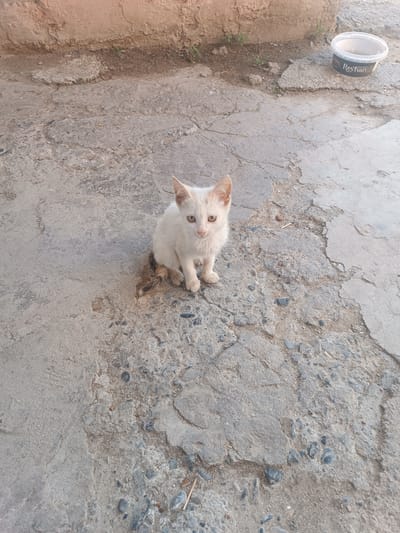In Saray, Azerbaijan, a small, white kitten with light brown eyes sits on a cracked concrete surface. The kitten is positioned centrally in the frame, facing the viewer. Its tail, partially visible, has patches of brown and grey. To the right and slightly behind the kitten, a white plastic container with the brand "Reyhan" is visible. The background consists of a textured, reddish-brown wall. The ground is uneven, with visible stones and debris embedded in the concrete. The lighting suggests it is daytime.