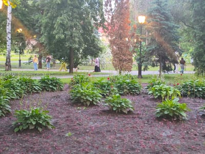 The image depicts a park scene in Verkhnii Lars, Russia. In the foreground, there are beds of green hosta plants and dark soil with scattered red leaf litter. Beyond the flowerbeds, a paved walkway is visible, with several people walking or standing. To the left, a woman in a yellow top and blue pants stands near a birch tree. To her right, a person in a dark top and blue jeans stands. Further along the path, a person in a pink hijab and dark dress walks, and in the background, another person in a dark top and light pants walks away from the camera. To the right, a vintage-style street lamp with an illuminated bulb stands beside a tall pine tree. The background features more trees, some with lush green foliage and one with dried brown leaves, and hints of buildings and a red roof. The overall lighting suggests it is late afternoon or early evening.