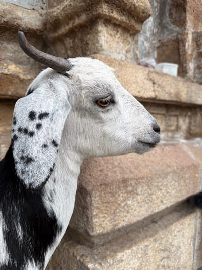 The image is a close-up, eye-level shot of a young goat's head and neck. The goat is primarily white with black splotches, particularly on its ear and neck. Its short, curved horn is visible, pointing forward and slightly downward. The goat's large, brown eye is clearly visible, and its nostrils are open, suggesting it is sniffing the air. The goat is looking upwards and to the right.
The background is a textured, rocky surface, possibly a stone wall or structure. The lighting suggests it is daytime, with the sun illuminating the goat and parts of the background. There are no people or other animals visible in the frame.
The image's focus is on the goat, highlighting its facial features and the texture of its fur and horn. The setting appears to be outdoors, in a rustic or natural environment. Given the location context of Thirumanancheri, India, it's plausible this goat is in a rural area or possibly near a temple or village. There is no visible text in the image. The overall mood is one of quiet observation, capturing a moment of the goat's curious engagement with its surroundings.