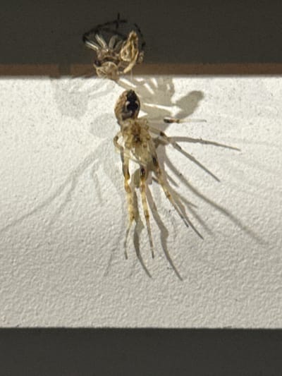 This image depicts two shed spider exoskeletons on a textured, light-colored surface. One exoskeleton, appearing larger and more intact, is positioned in the foreground and mid-ground, with its legs splayed out. The second exoskeleton, smaller and more fragmented, is located in the background, slightly above and to the left of the first. The lighting casts distinct shadows of the exoskeletons onto the surface, suggesting a strong light source from the upper left. The background above the surface is dark, creating a contrast with the illuminated foreground. This scene is not identifiable as being located in Winterthur, Switzerland, or any specific city.