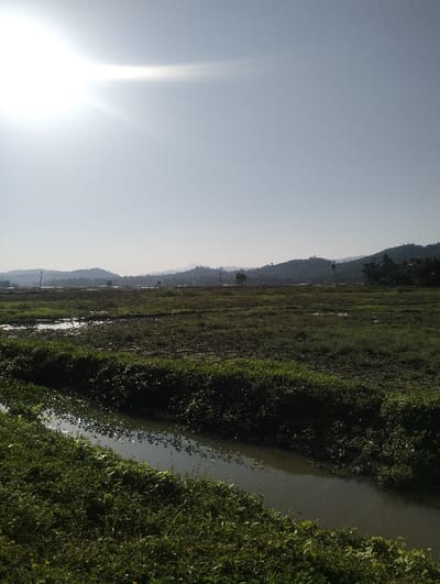A serene rural scene unfolds under a bright sun. Lush green vegetation lines a narrow waterway in the foreground. Beyond, a harvested field shows remnants of past crops, blending with patches of open water. Distant rolling hills meet a pale, cloudless sky, completing the tranquil landscape.