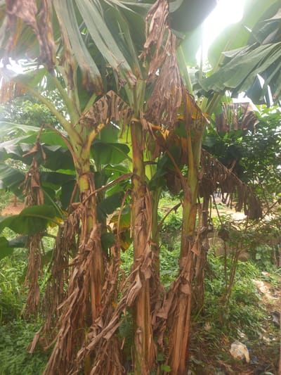 In Igbosa, Nigeria, a cluster of banana trees stands in an outdoor environment. The trees have green leaves and brown, dried fronds hanging down from their stalks. The ground around the trees is covered in green grass and other vegetation. In the background, there are more trees and some structures that are not clearly identifiable. There is also litter visible on the ground, including a white plastic bag. The lighting suggests it is daytime, with some sunlight filtering through the leaves.