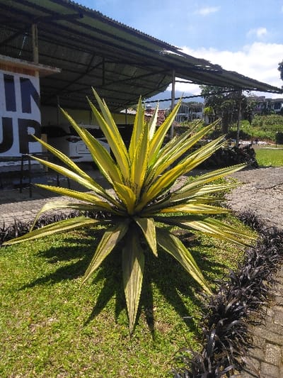 The image depicts an outdoor landscaped scene in Ciputri, Indonesia, under bright daylight conditions with a partly cloudy blue sky. A large, spiky plant with variegated yellow-green and darker green leaves is centrally positioned in a patch of manicured green grass, casting distinct shadows. To the right and foreground, a border of dark-leaved, low-growing plants runs alongside a gray paver pathway.
In the background to the left, a light-colored building with partial black lettering ("IN UP") is visible, along with black metal chairs. A white sport utility vehicle is parked beneath an open-sided structure with a dark corrugated metal roof, supported by metal poles. Further into the background, the landscape features open grassy areas leading to distant green hills or mountains. Multiple multi-story buildings with light-colored facades and dark roofs are visible on these hills, interspersed with trees. No individuals are present.