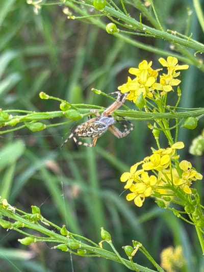 A spider is positioned on a green plant stem with small yellow flowers and developing seed pods. The spider, which appears to be a garden spider, has a patterned abdomen and is hanging upside down. Its legs are splayed out, and some appear to be reaching towards the stem. Fine strands of spider silk are visible in the background. The plant is surrounded by blurred green foliage.