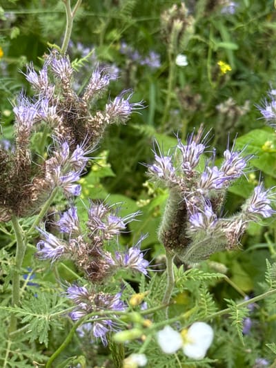 This image depicts a close-up view of Lacy Phacelia (Phacelia tanacetifolia) flowers in bloom, with their distinctive purple, wispy petals and prominent stamens. The plants are set against a soft-focus background of lush green foliage, suggesting a natural or garden setting. In the background, there are blurred hints of other plants and possibly some small yellow flowers. The lighting appears to be natural daylight, with soft shadows. The focus is sharp on the flowers in the foreground, highlighting their delicate structure. The scene appears to be located outdoors, amidst vegetation. There is no indication of human presence or activity in this image, nor any specific urban features that would pinpoint its location within Kołczewo, Poland. The overall impression is one of natural beauty and botanical detail.