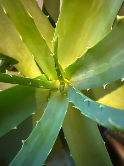 The image is a close-up, overhead view of an aloe vera plant. The focus is on the succulent leaves, which are a vibrant green and yellow, with sharp, white-tipped serrations along their edges. The leaves radiate outwards from the center of the plant, creating a star-like pattern. Some leaves are more yellow than others, suggesting they are newer growth or receiving more light. The background is blurred, hinting at a darker, possibly indoor environment. There are no people or animals present, and no actions are being depicted. The scene is static and focused solely on the botanical subject. The location in Test Valley, United Kingdom, is not visually represented in the image.