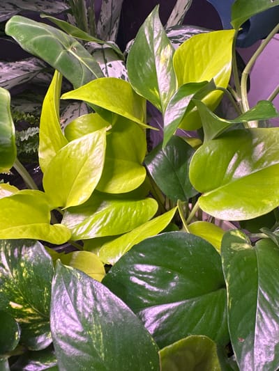 The image is a close-up, overhead shot of a collection of houseplants. The plants have various shades of green and yellow leaves, some with variegation. The lighting suggests an indoor environment, possibly with artificial light, as evidenced by the purple hue in some areas. The leaves are glossy and appear healthy. The background is dark and out of focus, with hints of other plants and possibly a pot. There is no indication of the location being in the city of Чернышевка, Russia, or any other specific geographical location. The scene depicts a domestic or commercial setting with ornamental plants. There are no people or animals visible in the image.