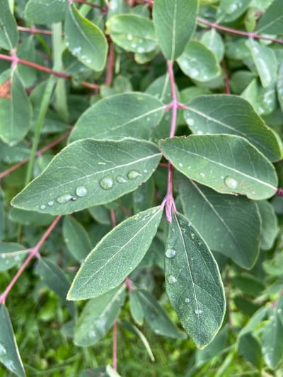 A close-up, overhead shot captures a cluster of lush green leaves with visible water droplets on their surfaces. The leaves are arranged on thin, reddish stems that crisscross the frame. Some leaves exhibit a faint, powdery white discoloration. The background is a blur of more greenery, suggesting an outdoor environment. The image appears to have been taken in the city of Mayaki, Russia, though no specific details about the location beyond that are discernible from the visual information alone. There are no people, animals, or man-made objects clearly identifiable in the scene.