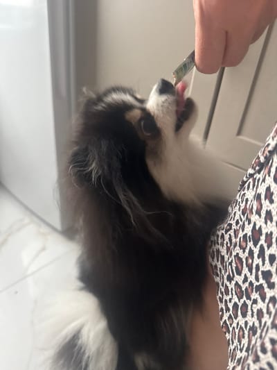 A black and white Pomeranian dog is being fed a treat from a foil wrapper held by a person's hand. The dog is looking up and licking the treat with its tongue extended. The background appears to be an indoor setting with light-colored walls and what looks like a cabinet. A portion of the person's patterned clothing is visible on the right side of the frame. The image is taken at an angle that emphasizes the dog's interaction with the treat.