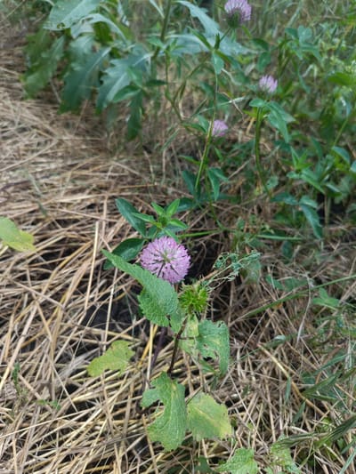The image shows a close-up of a small, purple clover flower in bloom, surrounded by dry grass and green foliage. The flower is the central subject, with its delicate petals fanned out. The background consists of a dense layer of dried straw and some green plants, creating a natural, somewhat unkempt environment. There are no people or man-made objects visible in the frame. The lighting suggests it could be daytime. The overall scene is one of nature in a rural or semi-rural setting. The image does not provide any information about the city of Ust-Dzheguta, Russia.