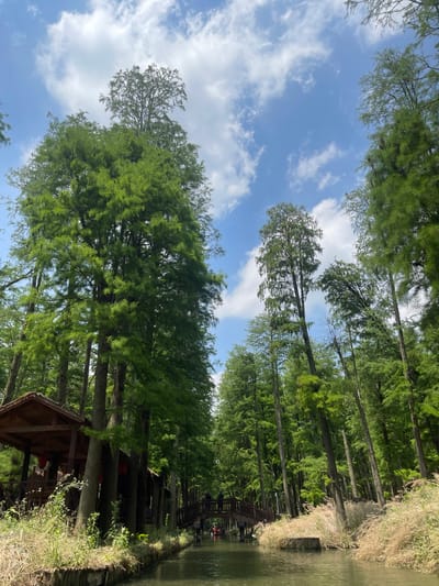 The image captures a landscape featuring a body of water, likely a canal or river, bordered by tall trees, possibly metasequoia glyptostroboides (dawn redwoods), known for their tall, straight trunks and feathery foliage. The trees stretch upwards, partially obscuring a blue sky dotted with clouds. A small, wooden structure resembling a gazebo or viewing platform is positioned at the water's edge, constructed amongst the tall trees. A walking bridge is visible in the distance along the water’s edge. The scene is lush and green, suggesting a natural or park-like setting. The image is in Xinghua, China, which is noted for its water forest of metasequoia trees.