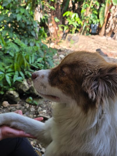 A medium shot of a brown and white dog being held. The dog is looking down. The surroundings consist of greenery and a rocky ground. The scene is located in the city of Pinahuista, Mexico.