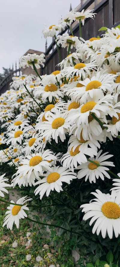 This media file features a close-up, low-angle view of a dense cluster of white daisies with bright yellow centers. The flowers are in full bloom, with many facing the camera and some tilted to the side. The petals are delicate and slightly ruffled, giving the impression of a soft texture. Behind the daisies, a dark, slatted fence runs horizontally across the frame, with hints of architectural elements, possibly spires or crenellations, visible above it against a pale, overcast sky. The foreground shows the green stems and leaves of the daisies, and a small patch of ground with some smaller white flowers and pebbles. The overall impression is of a lush, natural setting, possibly a garden or wild area, with a hint of a man-made structure in the background. The overcast sky suggests a cool or cloudy day, and the abundance of blooming flowers points to spring or summer. There are no people or explicit text visible in the image. The mood is peaceful and natural, focusing on the beauty of the flowers.