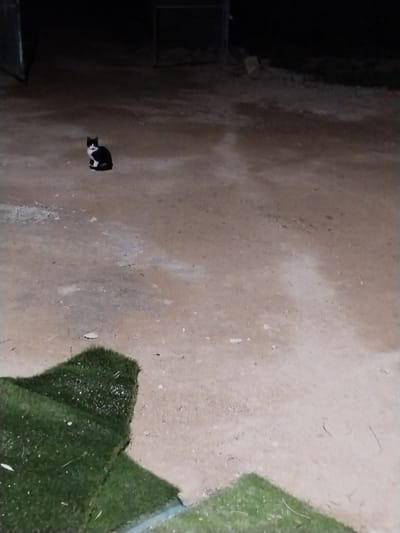 The image displays a small, black and white cat, likely a kitten, sitting on a bare ground surface. The cat, with distinct tuxedo-like markings including a white chest and paws, is positioned towards the left of the frame, looking directly at the viewer with an alert and curious expression.
The ground beneath the cat is a light brown, earthy or sandy-colored surface, showing some texture and scattered debris. In the immediate foreground, towards the bottom left and right corners, are segments of green artificial turf, appearing to be rolled or folded. The background is very dark and indistinct, showing faint silhouettes that could be walls or structures, suggesting an enclosed or semi-enclosed outdoor space.
The scene is captured at night or in very low light conditions, indicated by the overall darkness and the limited visibility of the surroundings beyond the cat and the ground immediately around it. There is no discernible activity other than the cat's presence. No specific weather conditions are apparent, nor is any visible text. The location context for this scene is Lo Ferro, Spain.