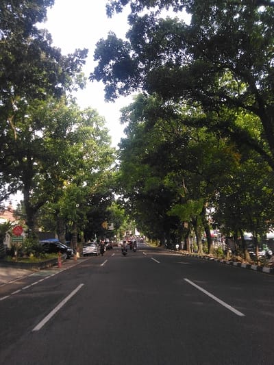 This image depicts a wide, tree-lined asphalt road in the city of Pital, Costa Rica, viewed from a low angle looking forward. Dense green foliage from mature trees flanks both sides of the roadway, forming an overhead canopy that largely obscures the bright sky. The dark gray asphalt road features white lane markings: two parallel lines on the left shoulder/edge, a single solid line on the right edge, and a dashed center line. On the left side, a paved area accommodates a parked black SUV, a lighter-colored car behind it, and orange traffic cones. A red and white circular sign with an arrow pointing right is visible near the parked vehicles. Buildings are partially discernible through the trees and behind the cars on the left. The right side of the road is bordered by a black and white striped curb, with additional trees and their trunks lining the sidewalk area. Several motorcycles and a few cars are observed traveling away from the viewer further down the road, indicating moderate traffic. The scene is illuminated by bright daylight, casting subtle shadows.