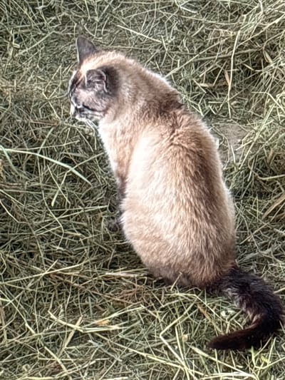 The image shows a Siamese cat lying down in a bed of dry hay. The cat has light brown fur with darker points on its ears, face, and tail. Its eyes are closed, suggesting it is relaxed or sleeping. The hay is a mixture of green and brown, indicating it might be freshly cut or has been dried for a while. The lighting suggests it is daytime, possibly outdoors given the natural setting of the hay. There is no visible text in the image. The context provided indicates the location is Ratschings - Racines, Italy, which is a mountainous region known for its agriculture and animal husbandry, making a scene with a cat in hay plausible.
