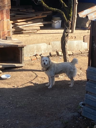 In Vlado Trichkov, Bulgaria, an outdoor scene unfolds under direct sunlight. A medium-sized, white-furred dog, wearing a reddish-brown collar, stands centrally, facing the viewer directly. A metal chain, attached to the dog's collar, extends towards and is secured to a thin, moss-covered tree trunk located to the right. To the dog's immediate left, a white enamel bowl rests on the dirt ground. Behind the bowl and dog, a dark brown wooden dog house with a flat, lighter-colored roof is visible. The background features a large stack of cut wooden logs and planks resting on a concrete foundation, with two white buckets positioned behind them. A partial structure of reddish-brown bricks is visible on the far left. The ground consists of loose dirt, showing distinct shadows cast by the dog, chain, and tree, indicative of strong sunlight. A corrugated metal structure is partially visible on the far right.