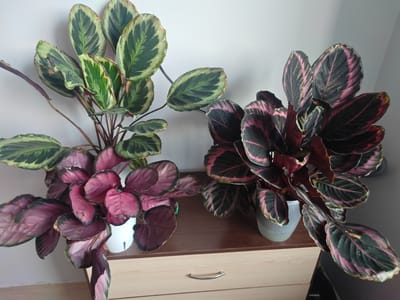 Two houseplants are displayed on a wooden surface, likely a dresser, against a plain wall. The plant on the left has vibrant green leaves with lighter green and cream variegation, while the plant on the right features deep green leaves with striking pink or magenta stripes. Both plants are in pots, one white and the other a translucent grey, and their foliage is lush and full. The lighting suggests it is daytime, with soft light illuminating the scene. The overall setting appears to be indoors, possibly a home or office, given the presence of the dresser and the neutral wall background. There is no discernible activity taking place; the image captures a static display of the plants. No text is visible in the image. The scene is calm and serene, focusing on the natural beauty of the houseplants. The location context of Piatra Albă, Moldova, provides a geographical anchor for the image.