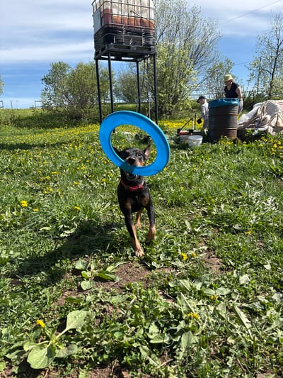 A medium shot of a black and tan Doberman Pinscher wearing a red collar playing with a blue ring toy in a grassy field. The field is covered in green grass and yellow dandelions. In the background, two people appear to be working near a large barrel. To the left, a large water storage container with a metal frame is visible. The sky is blue with some clouds. It's daytime with bright sunlight. The specific location in the city of Усть-Тунтор, Russia cannot be determined from the visual data provided.