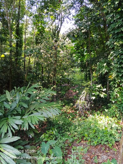 The image depicts a lush, dense forest scene with tall trees and abundant green foliage. Sunlight filters through the canopy, creating dappled lighting on the forest floor. Various types of plants, including large-leafed plants in the foreground and smaller undergrowth, are visible. The ground is covered with fallen leaves and some debris. Text overlays indicate the date and time as 2026/06/18 10:05 and the location as Kecamatan Kuningan, Indonesia. There are no people or animals visible in the image.