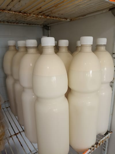 The image shows a close-up view of several opaque white plastic bottles filled with a pale liquid, likely milk or a similar dairy product. The bottles have white screw-on caps. They are arranged in rows on a rusty metal shelf inside what appears to be a refrigerator. The shelves themselves show signs of rust and age. In the background, the interior walls of the refrigerator are visible, along with more rows of bottles. The lighting is somewhat dim, typical of the interior of a refrigerator. There are no people or animals in the image. The scene is static and appears to be a storage area for beverages. There is no discernible information in the image that would allow for the specific location within the city of Buynaksk, Russia.