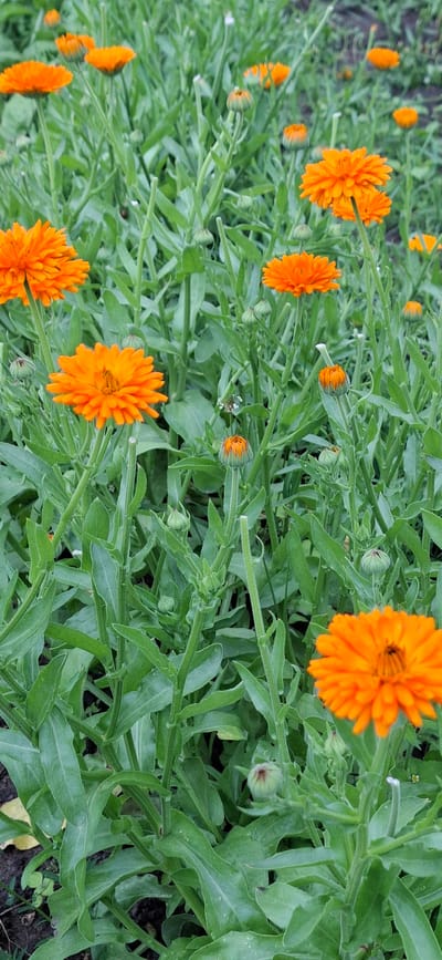This is a vertical, close-up, eye-level shot of an outdoor patch of blooming orange calendula flowers interspersed with green foliage. The flowers are vibrant orange with many thin petals radiating from a central disk. Some flowers are fully open, revealing their intricate petal structure, while others are in various stages of bloom or are still buds. The plants are tall and leafy, with elongated, serrated leaves. The overall impression is one of a dense, natural garden. The image does not depict any specific identifiable location within the city of Vihi, Estonia.