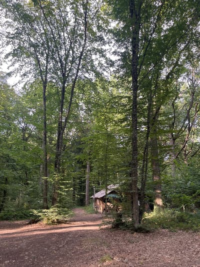 The image shows a dirt path winding through a dense forest in Sonchamp, France. Sunlight filters through the leafy canopy of tall trees, dappling the path with light and shadow. To the right of the path, nestled amongst the trees, is a small wooden cabin with a pitched roof and a chimney. The ground is covered with fallen leaves and dirt. The overall impression is one of a secluded, rustic setting within a natural environment. There are no people visible in the image.