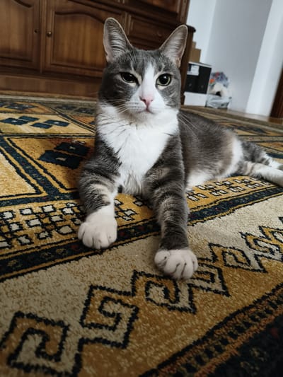 A domestic cat with grey and white fur lies on a patterned rug indoors. The cat is positioned in the center of the frame, facing the viewer with its head slightly tilted. Its eyes are open and looking forward. The cat's front paws are extended forward, and its hind legs are tucked beneath it. The rug has a yellow base with dark blue and black geometric patterns. In the background, a wooden cabinet is visible, and to the right, there are some stacked boxes and blurred objects. The lighting suggests an indoor environment. There are no people present in the image. The image does not provide any information about the location being Bova Marina, Italy.