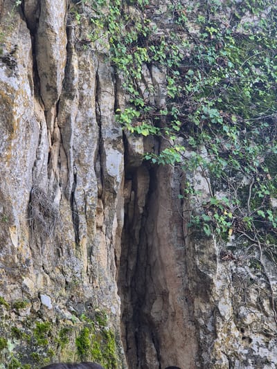 The image shows a layered rock face covered partially in ivy, moss, and some dry brush. The layers of rock are primarily horizontal with some irregular shapes and cracks. The ivy is predominantly located on the upper left portion of the rock face. Moss is visible on the lower right and also in some patches along the crevices of the rock. Dry brush is near the lower center of the rock face. A small cave-like area is located in the upper center. The location is not evident, and there are no people, subjects, objects, actions, or interactions.