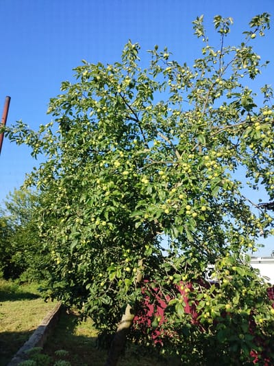 In the rural area of Вароніцкі сельскі Савет, Belarus, a mature apple tree, laden with small green apples, stands against a clear blue sky. The tree's branches are densely packed with leaves and fruit, creating a lush canopy. To the left of the apple tree, another tree with green foliage is visible, suggesting a natural or garden setting. A rustic stone wall runs horizontally across the lower left portion of the image, separating a grassy area from the foreground. In the background, a portion of a red fence is visible, and a white structure, likely a building, is partially seen behind the fence. The scene is bathed in sunlight, casting shadows on the ground and highlighting the vibrant green of the foliage and the bright blue of the sky. No people are present in the image.