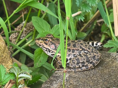 A common frog sits on a rough, gray stone. The frog is brown and black with a mottled pattern, and its eyes are black with gold irises. It is surrounded by green grass and foliage, with a blurred background of more greenery and some brown branches. The scene appears to be outdoors, possibly in a natural or garden setting. The frog is positioned in the center of the frame, facing left. No human presence is indicated.