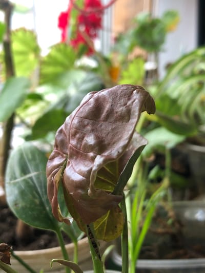The image is a close-up, eye-level, indoor shot of a wilting reddish-brown leaf of a plant, with several smaller green leaves visible behind and below it. The background is blurred and shows other plants, some with bright red flowers and variegated green leaves, suggesting a collection of houseplants. The lighting appears to be natural, coming from a window to the left, casting soft shadows. The scene depicts a plant in an urban indoor environment, likely a windowsill in a residential setting in the city of Пионерский, Russia, characterized by its natural light and the presence of various flora. There are no people or animals present in the image.