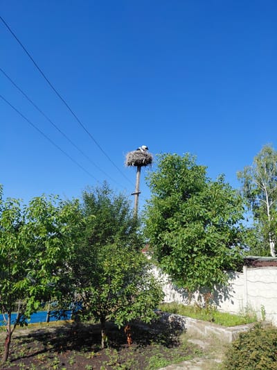 A low-angle, full shot depicts a stork nest atop a utility pole against a clear blue sky in Eskhar, Ukraine. The nest, constructed from twigs and branches, is prominently situated on a wooden pole, with at least one stork visible within it. Power lines stretch diagonally across the upper portion of the frame. In the foreground, lush green trees and bushes partially obscure a garden area with a stone border and a wall. To the right, a tall birch tree stands out against the sky. The scene appears to be a rural or semi-rural setting.