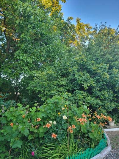 This image depicts a lush garden scene on a clear day in Pokrovskoye, Russia. In the foreground, a vibrant collection of orange daylilies and some white roses are in bloom. They are surrounded by green foliage, including grapevines. A low, bright green picket fence borders the flowerbed. Behind the flowers, a dense thicket of green bushes and trees fills the mid-ground and extends into the background. The upper portion of the image is dominated by the canopy of large trees, with the clear blue sky visible in the top right corner. The sunlight highlights the leaves of the trees, casting a warm glow. A pale ceramic pot sits to the right of the flowerbed, near the edge of a gravel path.
