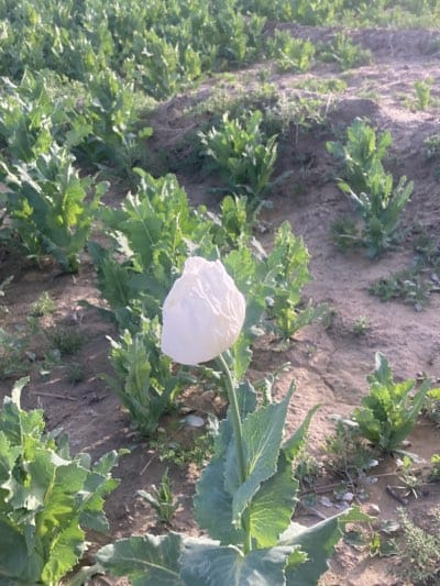 The image depicts a field of opium poppy plants in Hurramzai Tehsil, Pakistan. The plants have distinctive blue-green leaves with serrated edges. In the foreground, a single opium poppy flower is present, its petals still tightly closed, forming a white, bulbous bud. The ground is dry and sparsely covered with vegetation between the rows of poppy plants.
