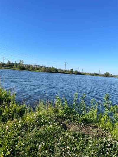 The image shows a tranquil body of water, likely a river or canal, under a clear blue sky. The water's surface is rippled, suggesting a gentle breeze. The shoreline is lush with green grass and dotted with small white flowers, indicating a natural, possibly rural setting. In the distance, a line of trees and vegetation borders the water, and beyond that, several electricity pylons and power lines are visible, hinting at nearby infrastructure. The overall scene is bright and appears to be set during daytime, under fair weather conditions. There are no people or specific objects that suggest a particular activity or event. The image evokes a sense of peace and natural beauty, contrasted with the industrial elements in the background. The location is identified as Mamony, Russia.
