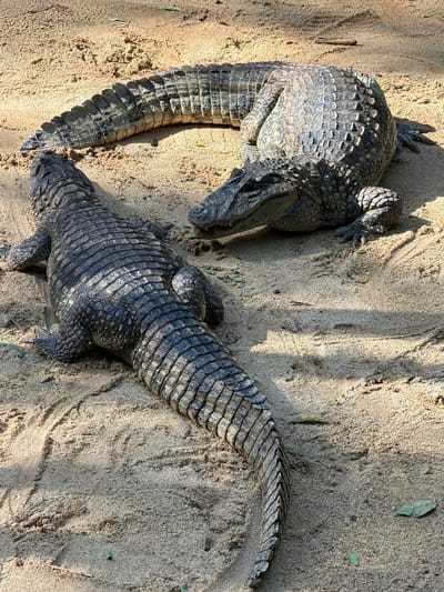 This media file captures an overhead view of two crocodiles resting on a sandy surface. The crocodiles are large reptiles with textured, scaly skin. Their bodies are elongated and powerful, with visible legs and tails. One crocodile is positioned to the left, with its head facing upwards and its body curled. The second crocodile is to the right, with its head facing downwards and its body extended. The sandy ground suggests a natural environment, possibly a riverbank or a zoo enclosure. There are some small leaves scattered on the sand. The lighting indicates it is daytime, with shadows cast by the crocodiles and possibly surrounding vegetation, suggesting a sunny day. The scene appears peaceful, with the crocodiles seemingly at rest. The location context provided is Foz do Iguaçu, Brazil. No text is visible in the image.