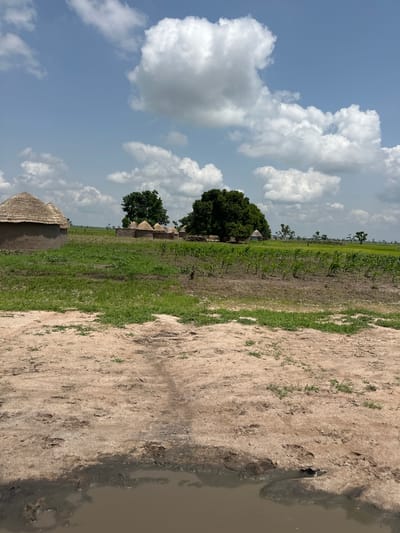 This image depicts a rural Nigerian village, Garin Dogo, under a partly cloudy sky. The scene is characterized by thatched-roof huts, some clustered together with a large tree providing shade, while others are more spread out. In the foreground, dry, sandy earth with sparse green vegetation meets a muddy, shallow body of water. Beyond the huts, a field of young green crops, likely maize, stretches into the distance, interspersed with scattered trees. The overall impression is one of a tranquil, agricultural community. The lighting suggests it is daytime, with the sun casting shadows, and the presence of white, fluffy clouds indicates fair weather. There is no visible text in the image.