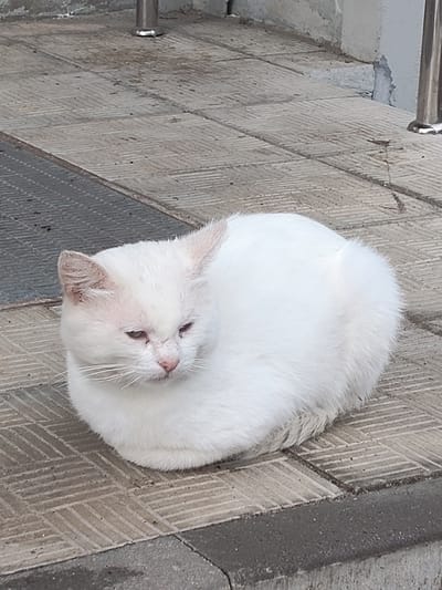 A fluffy white cat is curled up on a textured gray paved surface. The cat is mostly white with hints of pink around its nose and eyes, and its ears appear slightly disheveled. Its eyes are partially closed, giving it a relaxed or sleepy appearance.
The setting is outdoors, with the paved ground made of interlocking square tiles with a diagonal pattern. In the background, there are glimpses of concrete structures and metal railings, suggesting an urban or public outdoor space, possibly a pathway or entrance. The lighting appears to be natural, and the overall scene suggests it could be daytime. The weather seems neutral, with no obvious indicators of rain or strong sunlight.
There is no visible text in the image. The focus is solely on the cat and its immediate surroundings. The cat is the main subject, with no other living beings or prominent objects present. The activity is passive, with the cat resting.