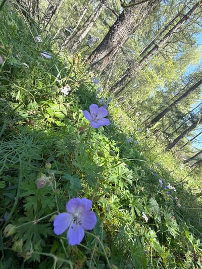 The image depicts a close-up view of a forest floor covered in green vegetation, including grass and various wildflowers. Two prominent purple flowers with five petals are in focus in the foreground. One flower is centrally located, slightly to the right, and the other is in the bottom left corner. The background shows a dense forest with tall trees, their trunks partially visible, and a bright blue sky peeking through the canopy. Sunlight filters through the leaves, creating dappled light and shadows on the forest floor. The overall impression is of a natural, untamed environment. No people are visible in the image. The location is identified as Bichiktu-Boom, Russia.