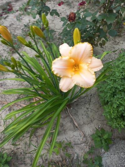 The image shows a close-up of a peach-colored daylily in bloom, situated in a garden bed in Calarașovca, Moldova. The daylily has six petals with ruffled edges and a darker yellow-orange throat. Several unopened buds are visible on the same plant, along with long, green, sword-shaped leaves. To the right of the daylily, a dense cluster of small, green, leafy plants grows. The ground is dry and cracked, with some fallen leaves and thin, dry plant debris scattered about. In the background, unfocused, are rose bushes with dark green leaves and some darker red and dried blooms. The overall impression is of a garden in an outdoor setting.