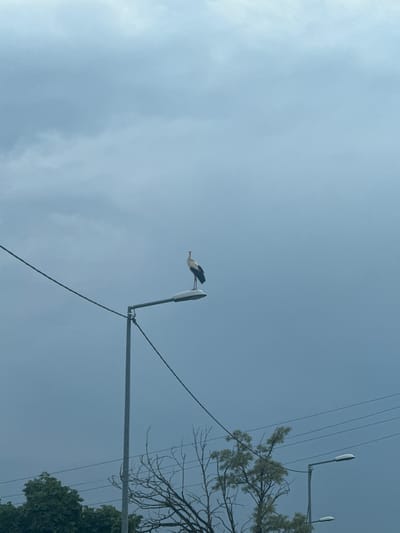 A low-angle shot depicts a stork perched atop a street lamp in Gabarevo, Bulgaria. The sky is overcast, with a few clouds visible. Power lines run across the upper right portion of the frame. A tree with partial foliage is visible near the power lines.