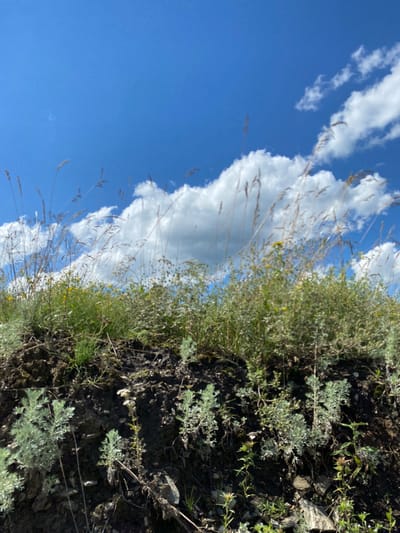 The image shows a close-up view of vegetation on a dirt embankment under a bright blue sky with scattered white clouds. The foreground is dominated by dry grasses and some light green, feathery plants. The embankment itself is dark brown and appears to be a mix of soil and small rocks. In the mid-ground, the vegetation becomes denser, with more green foliage and some small yellow wildflowers. The background consists of the sky and more clouds. The scene is static and depicts a natural outdoor environment. No people or animals are visible. The location is identified as the city of Yuldybayevo, Russia.